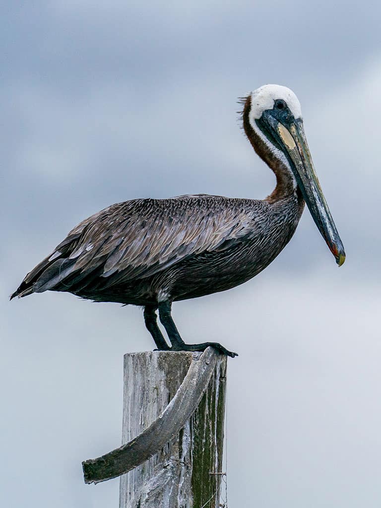 animales de gal&aacute;pagos