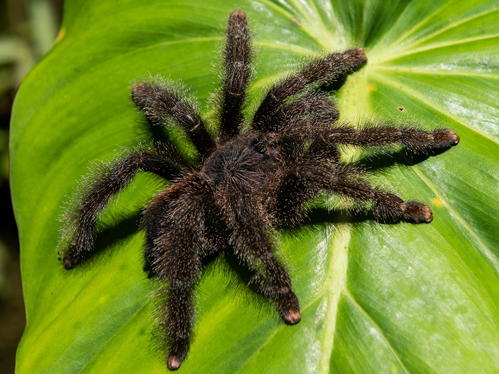 spider in amazon rainforest