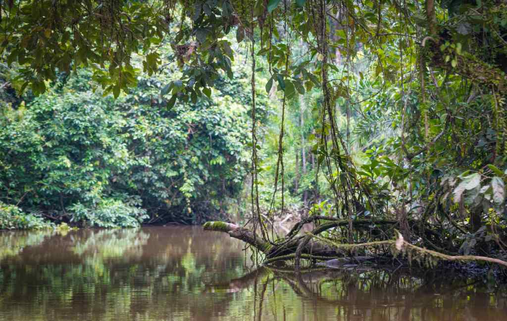 Charming Amazon River Turn