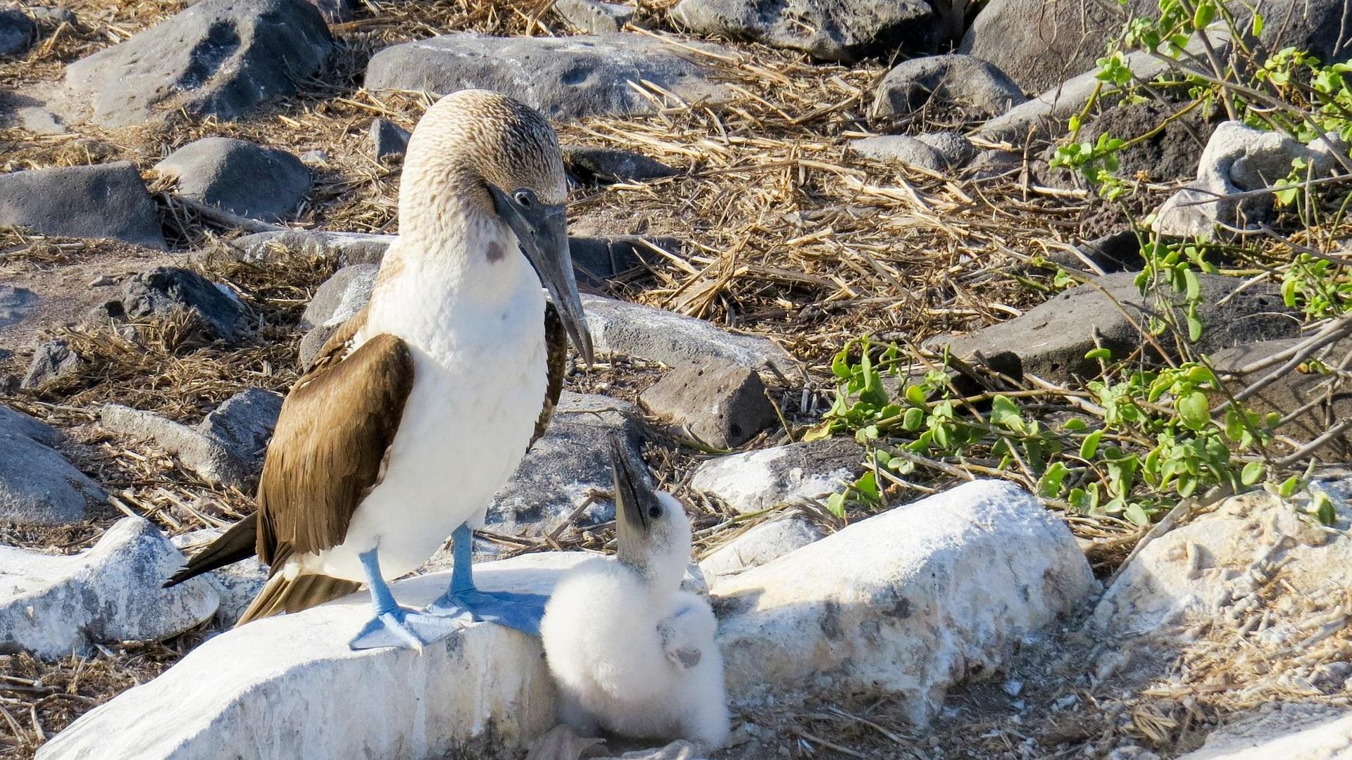 blue-footed-booby-with-chick-on-galapagos-island