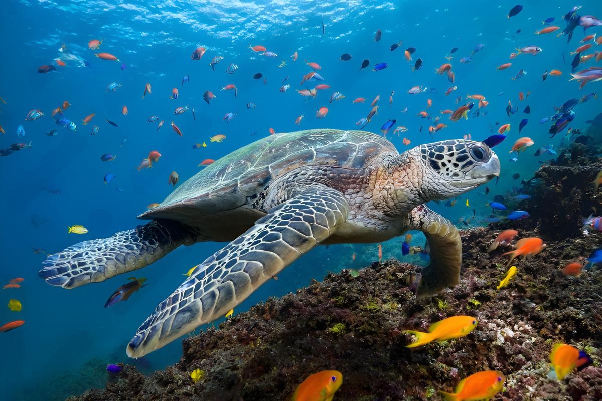 tortoise-galapagos-island-ecuador